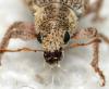 Polydrusus sp.